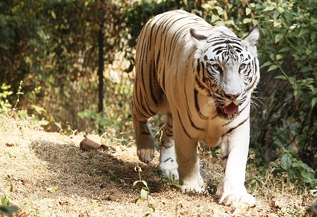 white tiger safari